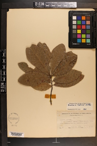 Quercus x rudkinii image