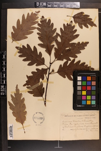 Quercus × saulii image