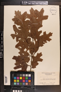 Quercus lyrata image