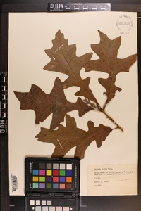 Quercus lyrata image