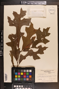 Quercus lyrata image