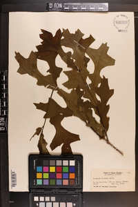 Quercus lyrata image