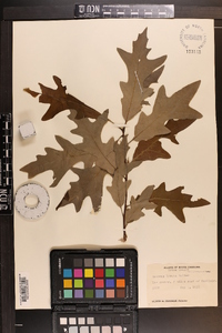 Quercus lyrata image