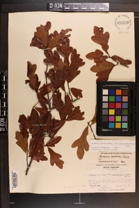 Quercus margaretta image