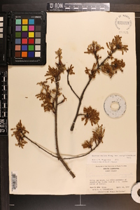 Quercus margaretta image