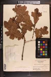 Quercus margaretta image