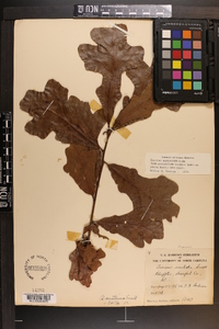 Quercus margaretta image