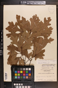 Quercus margaretta image