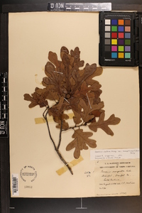 Quercus margaretta image