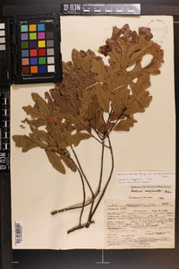 Quercus margaretta image