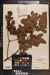 Quercus margaretta image