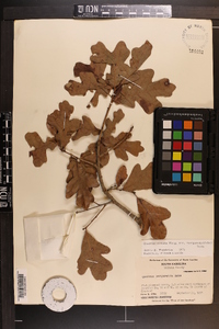 Quercus margaretta image