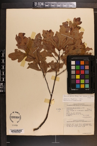 Quercus margaretta image