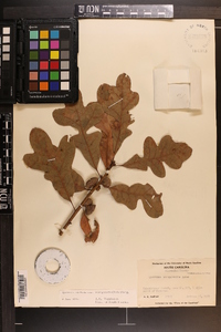 Quercus margaretta image