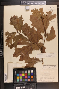 Quercus margaretta image