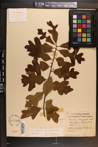 Quercus margaretta image