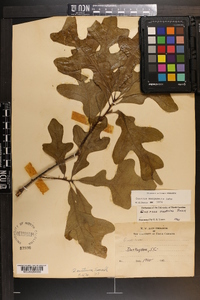 Quercus margaretta image