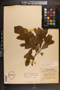 Quercus margaretta image