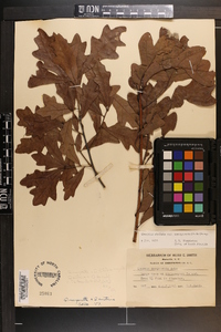 Quercus margaretta image