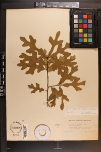 Quercus margaretta image