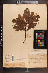 Quercus margaretta image