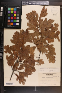 Quercus margaretta image