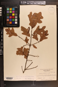 Quercus margaretta image