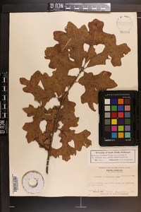 Quercus margaretta image