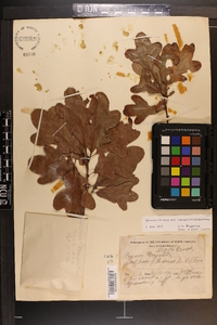 Quercus margaretta image