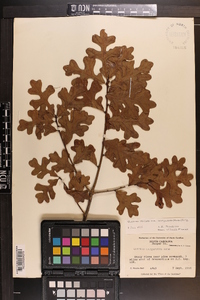 Quercus margaretta image