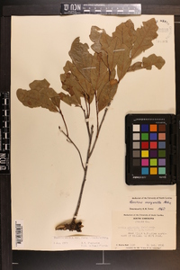 Quercus margaretta image