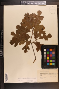 Quercus margaretta image