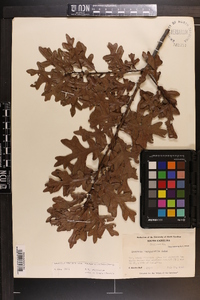 Quercus margaretta image