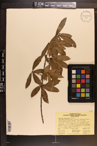 Quercus laurifolia image