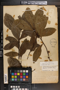 Quercus laurifolia image