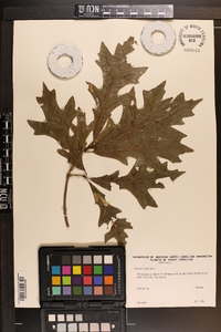 Quercus lyrata image