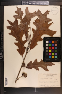 Quercus lyrata image