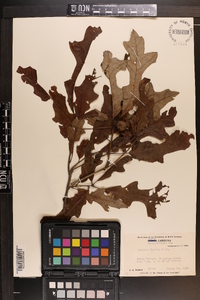 Quercus lyrata image