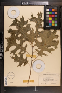 Quercus shumardii image