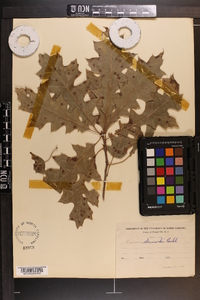 Quercus shumardii image