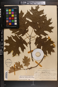 Quercus shumardii image