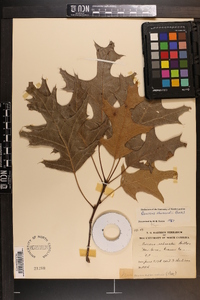 Quercus shumardii image