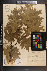 Quercus shumardii image