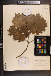 Quercus shumardii image