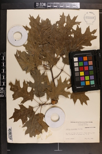 Quercus shumardii image