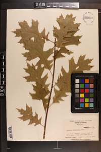 Quercus shumardii image