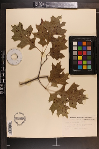 Quercus shumardii image