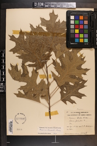 Quercus shumardii image