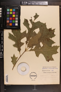 Quercus shumardii image