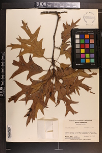 Quercus pagodifolia image